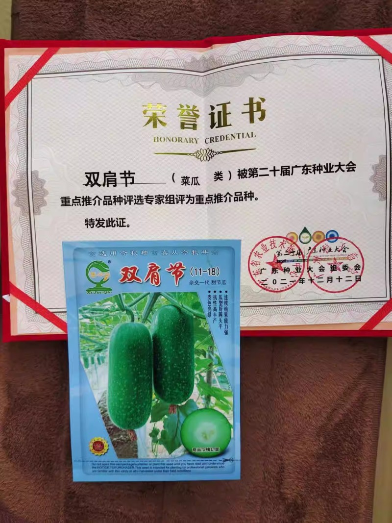 【双肩节甜节瓜】短筒型绿皮绿肉早熟抗病性好商品率高