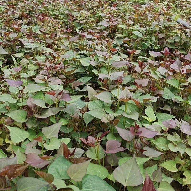 河南脱毒红薯苗，品质保证，成活率很高，全国发货