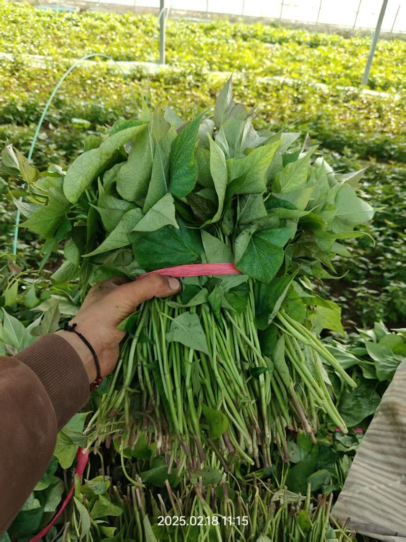 河南脱毒红薯苗，品质保证，成活率很高，全国发货