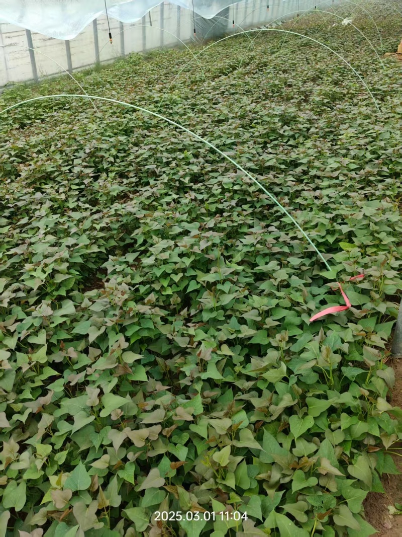 河南脱毒红薯苗，品质保证，成活率很高，全国发货