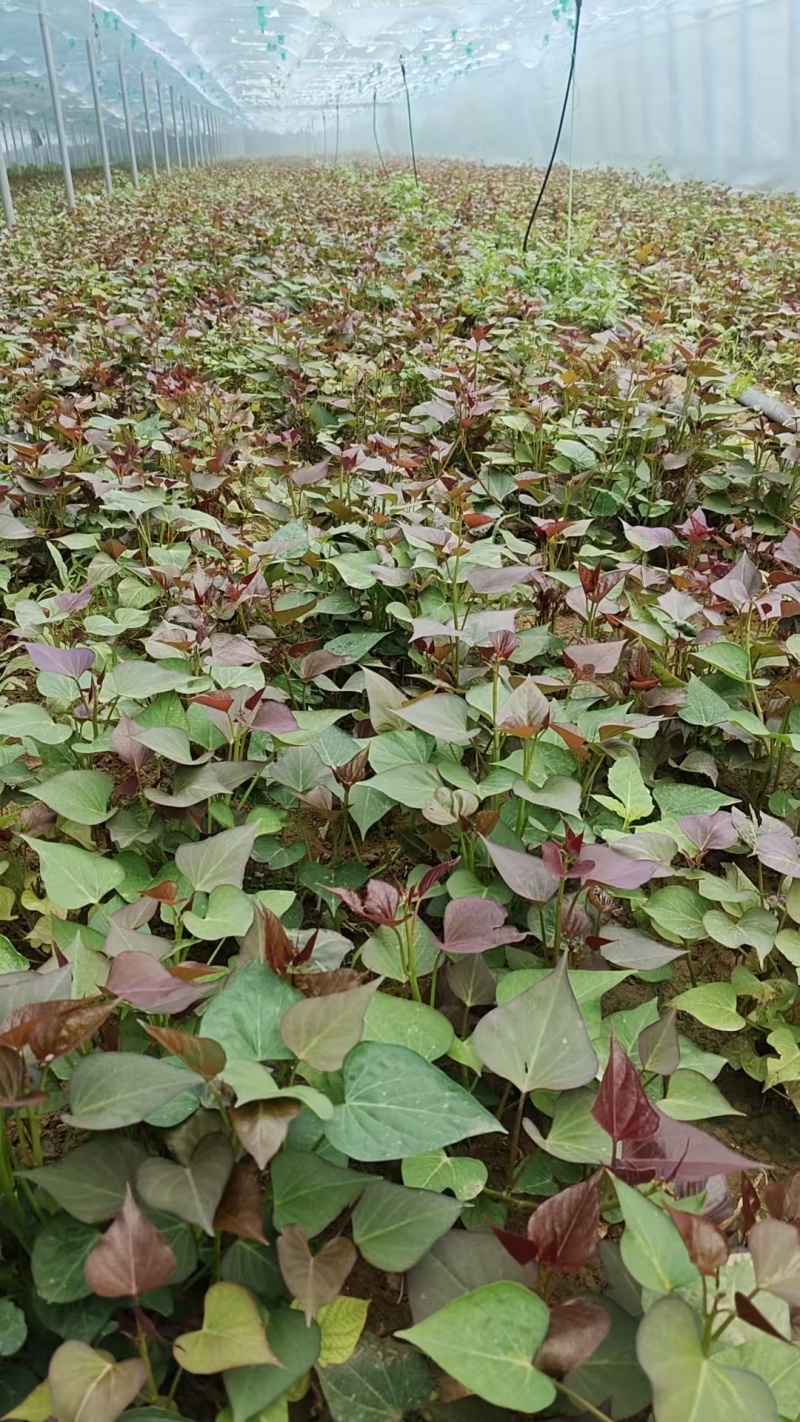 河南脱毒红薯苗，品质保证，成活率很高，全国发货