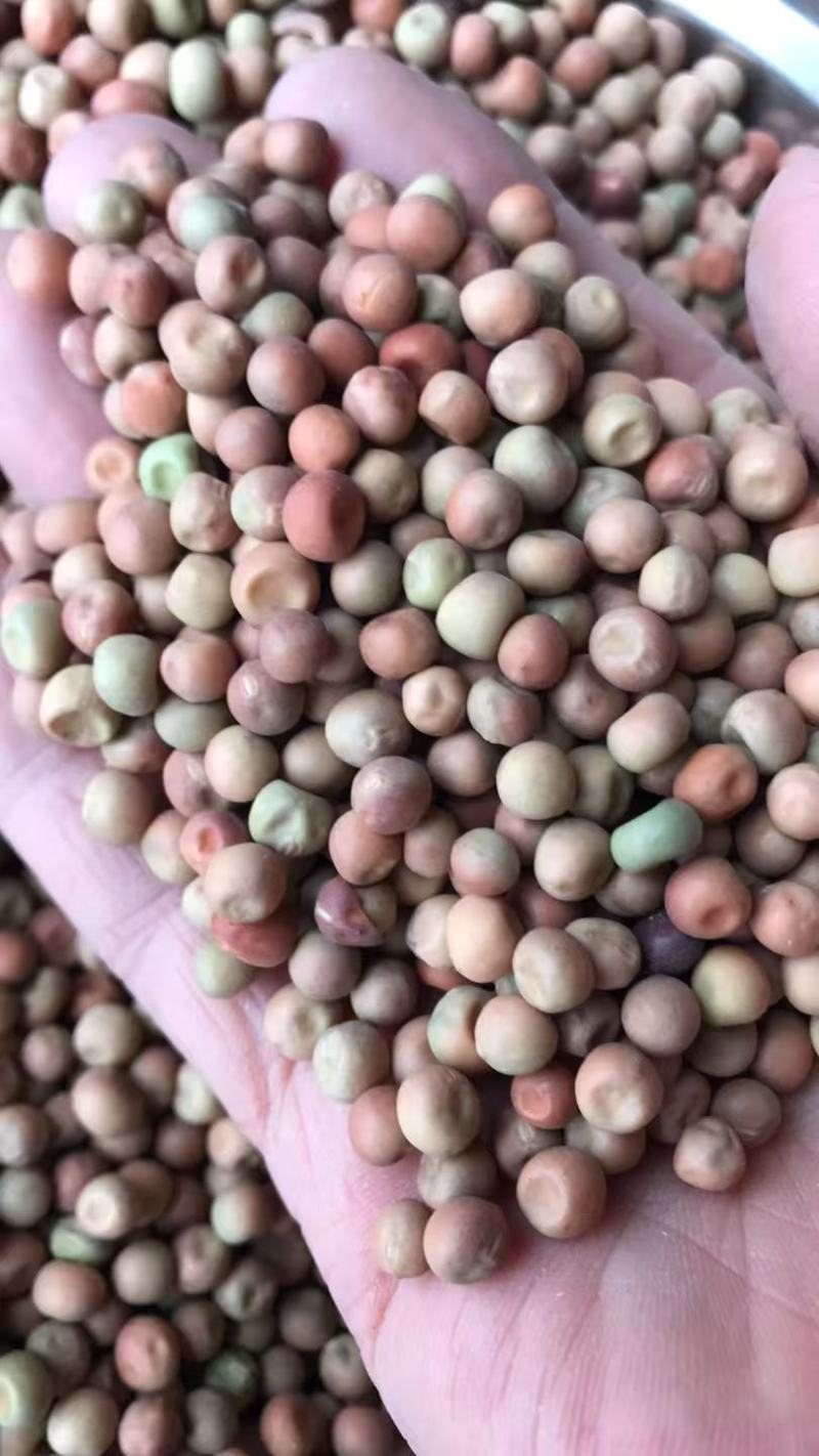 青岛现货澳洲小红麻赤豆菜豆红麻豌豆