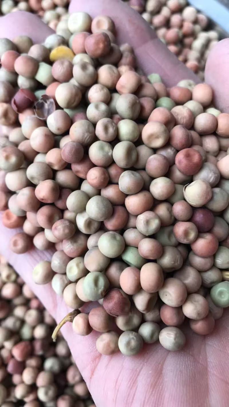 青岛现货澳洲小红麻赤豆菜豆红麻豌豆
