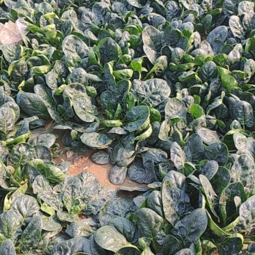 精品趴地小棵菠菜