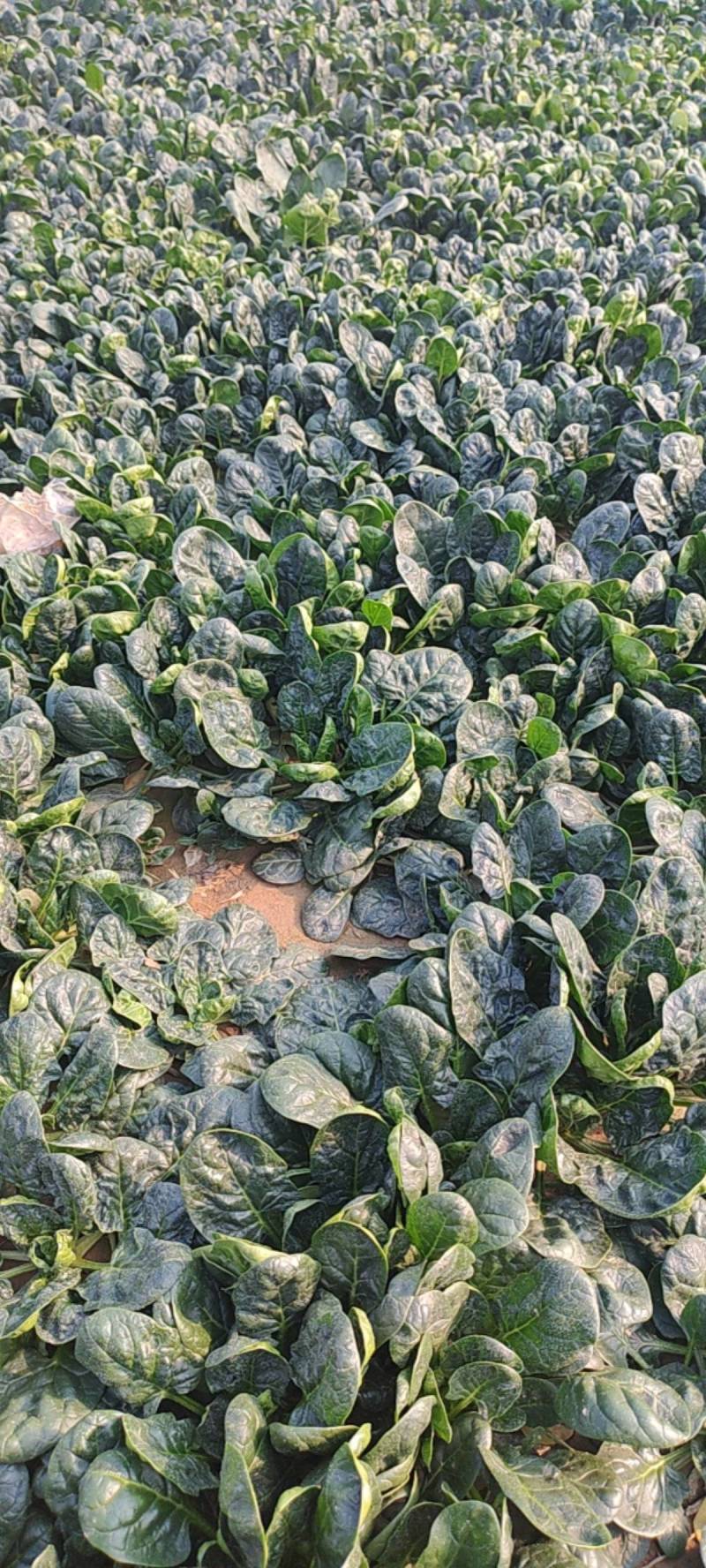 精品趴地小棵菠菜