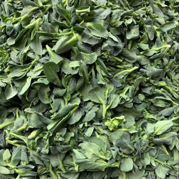江苏菜苔大量有货对接商超欢迎致电咨询