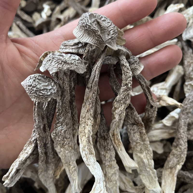 鹿茸菇干货特级无硫新鲜自然晾晒脱水火锅炒菜均可味道鲜美