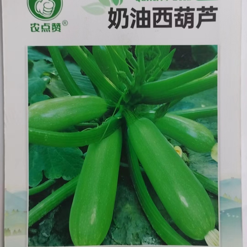 奶油西葫芦种子-丰产抗病连续结果力强口感脆嫩