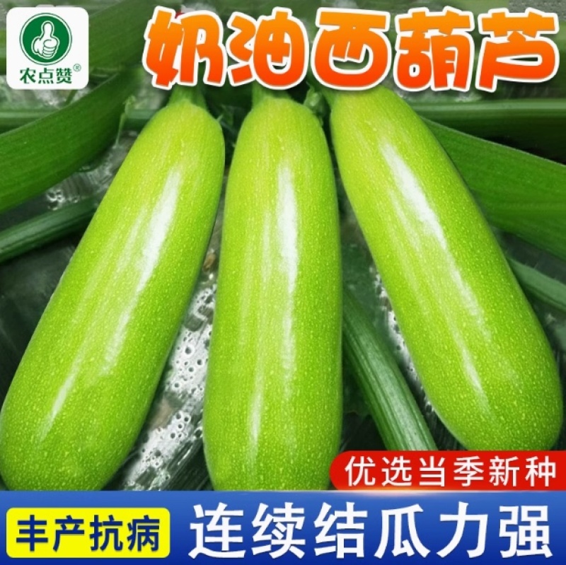 奶油西葫芦种子-丰产抗病连续结果力强口感脆嫩
