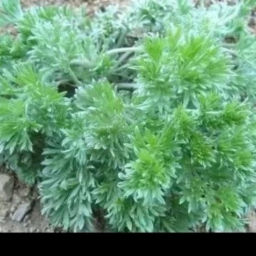 茵陈