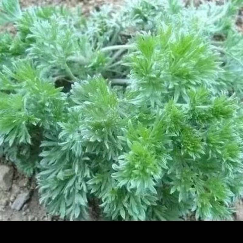 茵陈