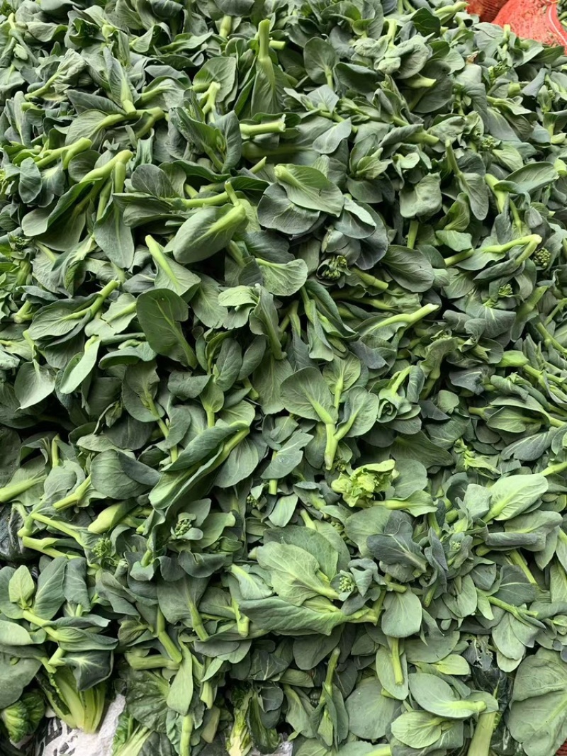 江苏菜苔大量有货对接商超欢迎致电咨询