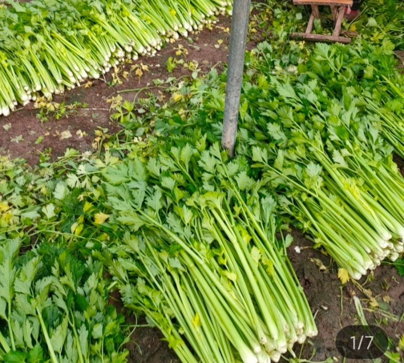 玻璃脆芹菜55cm以上