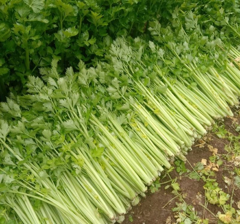 玻璃脆芹菜55cm以上