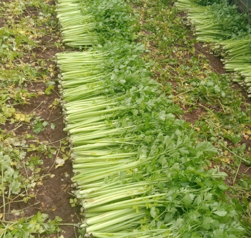 玻璃脆芹菜55cm以上