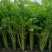 玻璃脆芹菜55cm以上