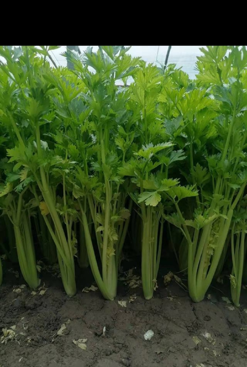 玻璃脆芹菜55cm以上