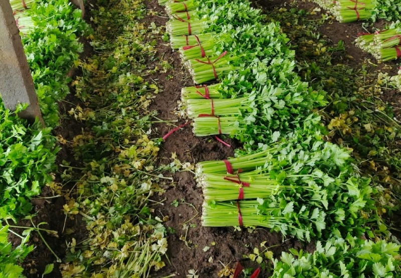 玻璃脆芹菜55cm以上
