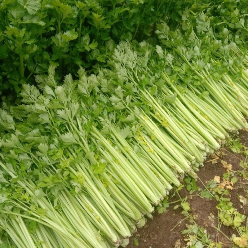 玻璃脆芹菜55cm以上