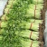 玻璃脆芹菜55cm以上
