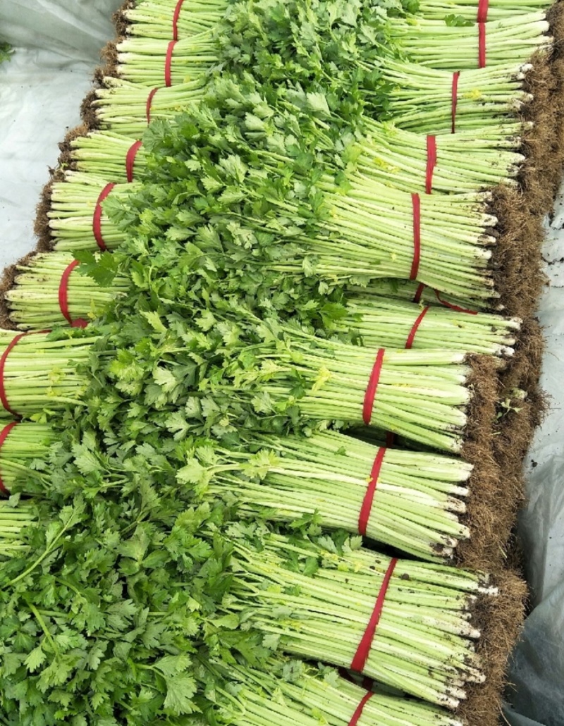 玻璃脆芹菜55cm以上