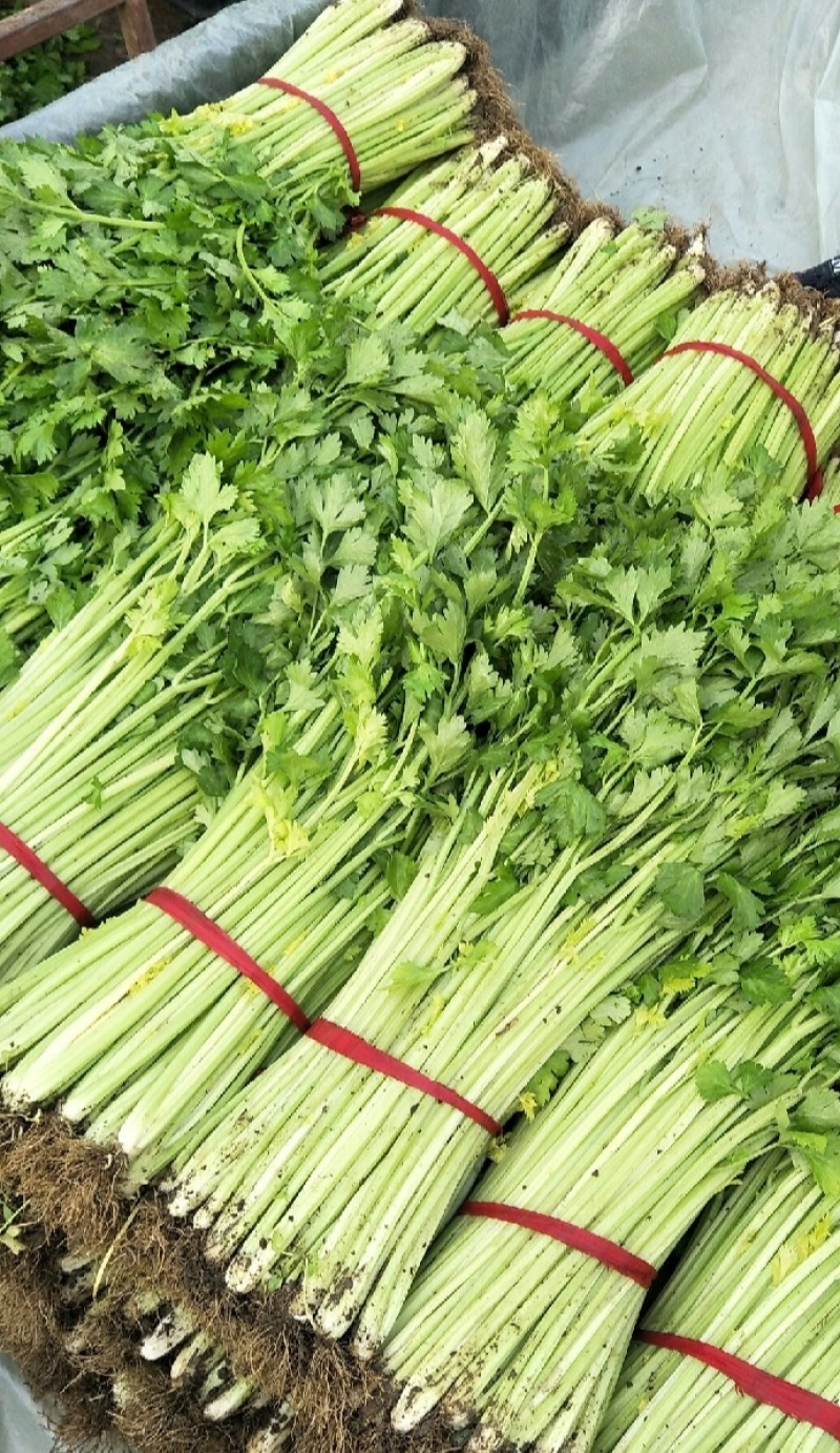玻璃脆芹菜55cm以上