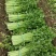 玻璃脆芹菜55cm以上