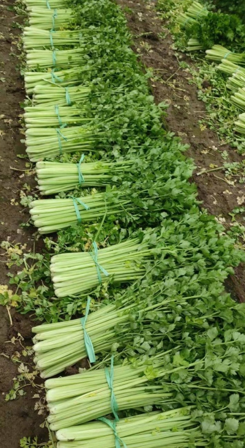 玻璃脆芹菜55cm以上