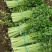玻璃脆芹菜55cm以上