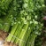 玻璃脆芹菜55cm以上