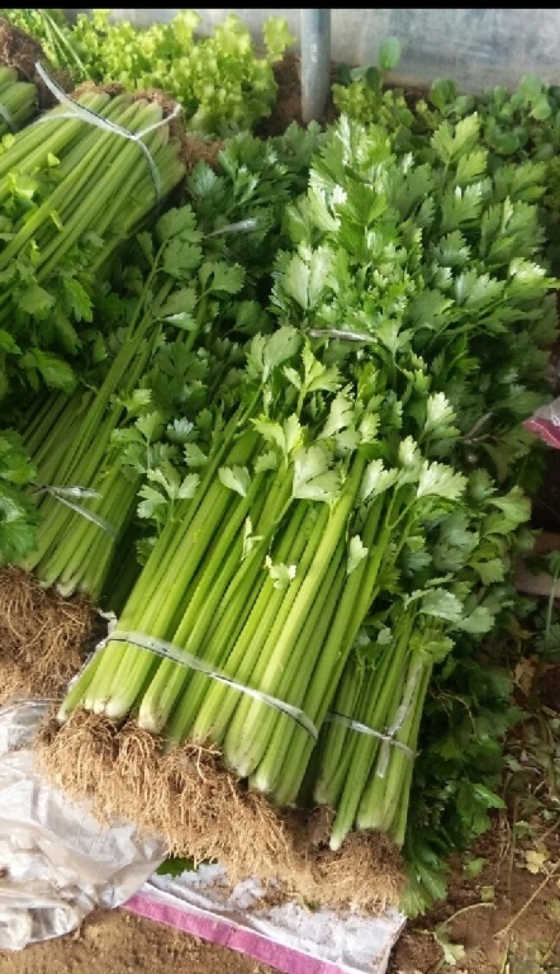 玻璃脆芹菜55cm以上