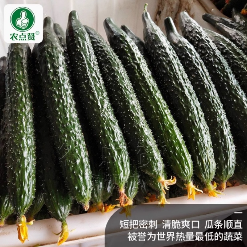 强雌黄瓜-密刺黄瓜种子清脆爽口瓜条顺直热量低