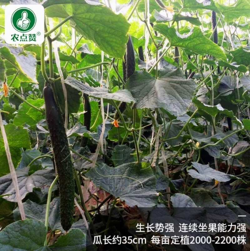 强雌黄瓜-密刺黄瓜种子清脆爽口瓜条顺直热量低