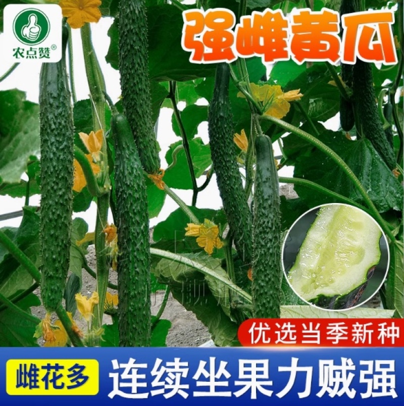 强雌黄瓜-密刺黄瓜种子清脆爽口瓜条顺直热量低