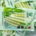 方竹笋笋尖半成品