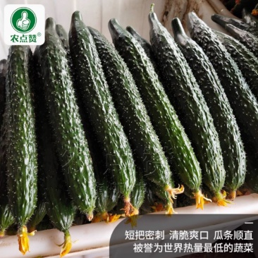 强雌黄瓜-密刺黄瓜种子清脆爽口瓜条顺直热量低