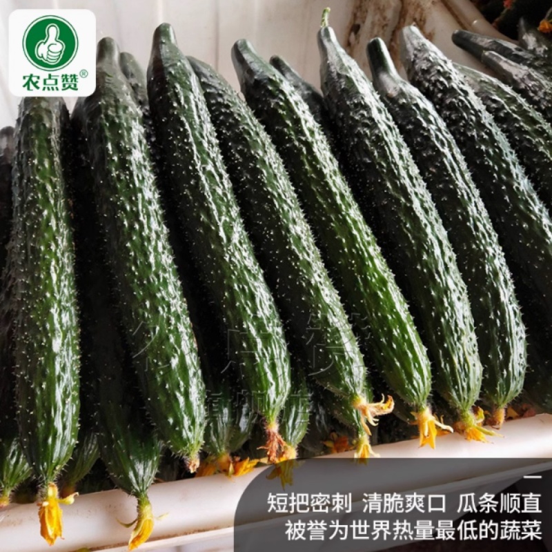 强雌黄瓜-密刺黄瓜种子清脆爽口瓜条顺直热量低