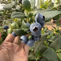 花香蓝莓🫐L25精品货