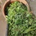 荠菜