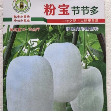 冬瓜种子粉宝节节多中大果型白皮冬瓜肉厚粉白挂果多