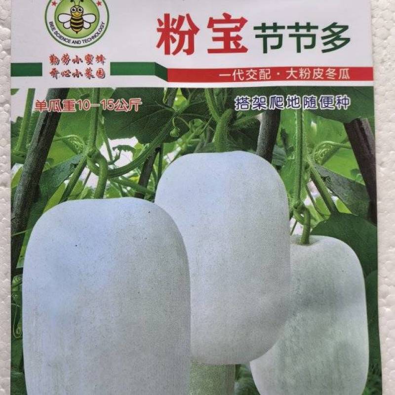 冬瓜种子粉宝节节多中大果型白皮冬瓜肉厚粉白挂果多