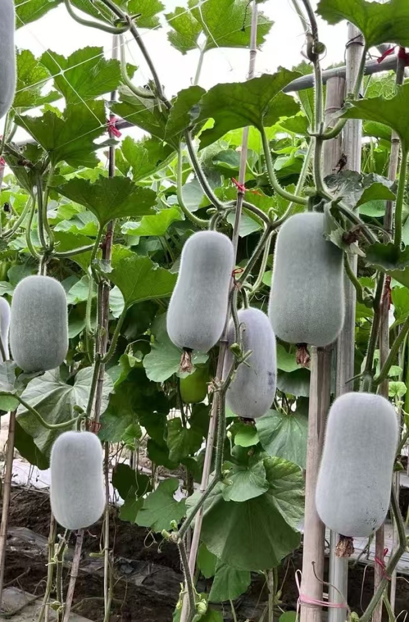 冬瓜种子粉宝节节多中大果型白皮冬瓜肉厚粉白挂果多