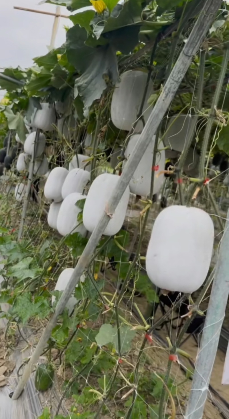 冬瓜种子粉宝节节多中大果型白皮冬瓜肉厚粉白挂果多