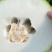 冬瓜种子粉宝节节多中大果型白皮冬瓜肉厚粉白挂果多