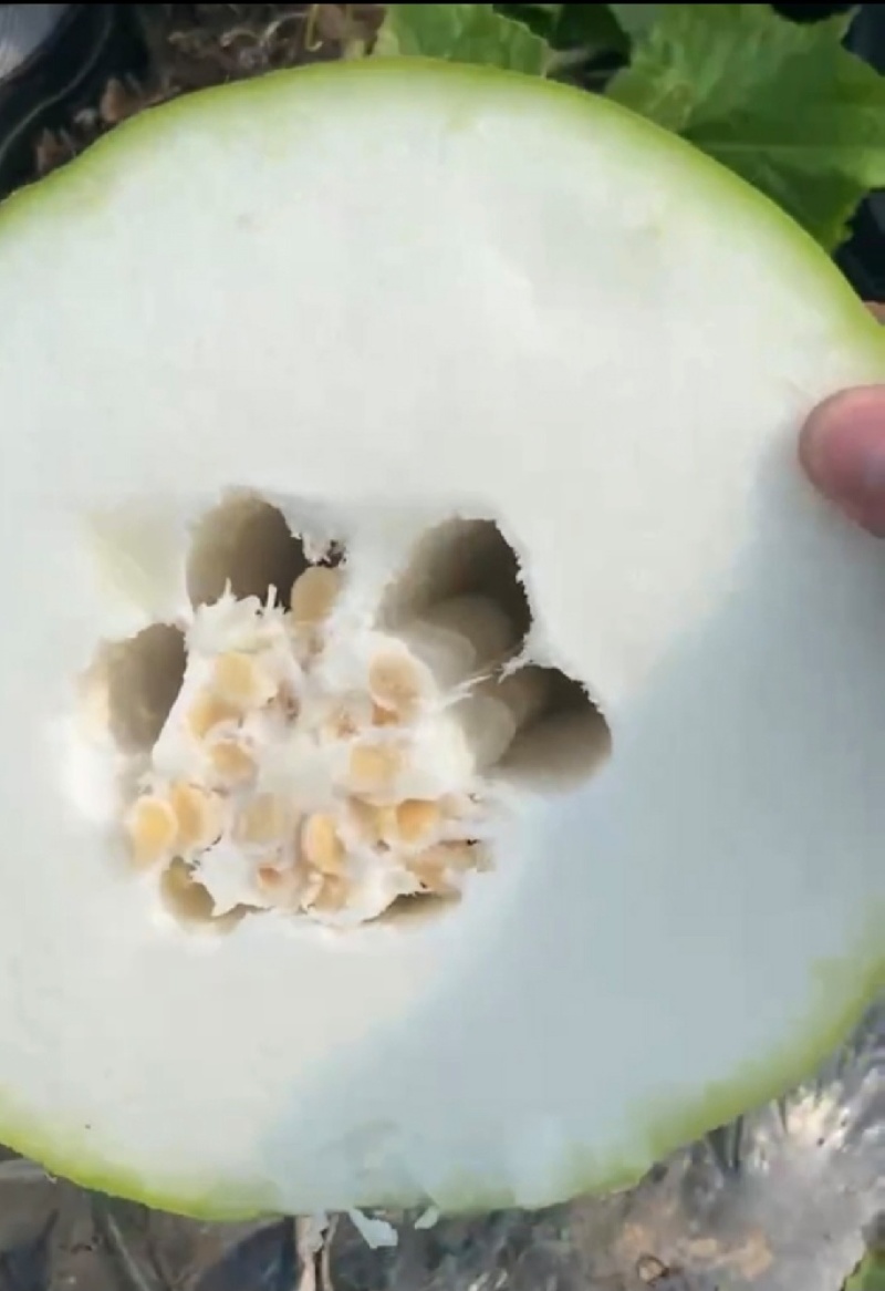 冬瓜种子粉宝节节多中大果型白皮冬瓜肉厚粉白挂果多