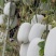 冬瓜种子粉宝节节多中大果型白皮冬瓜肉厚粉白挂果多