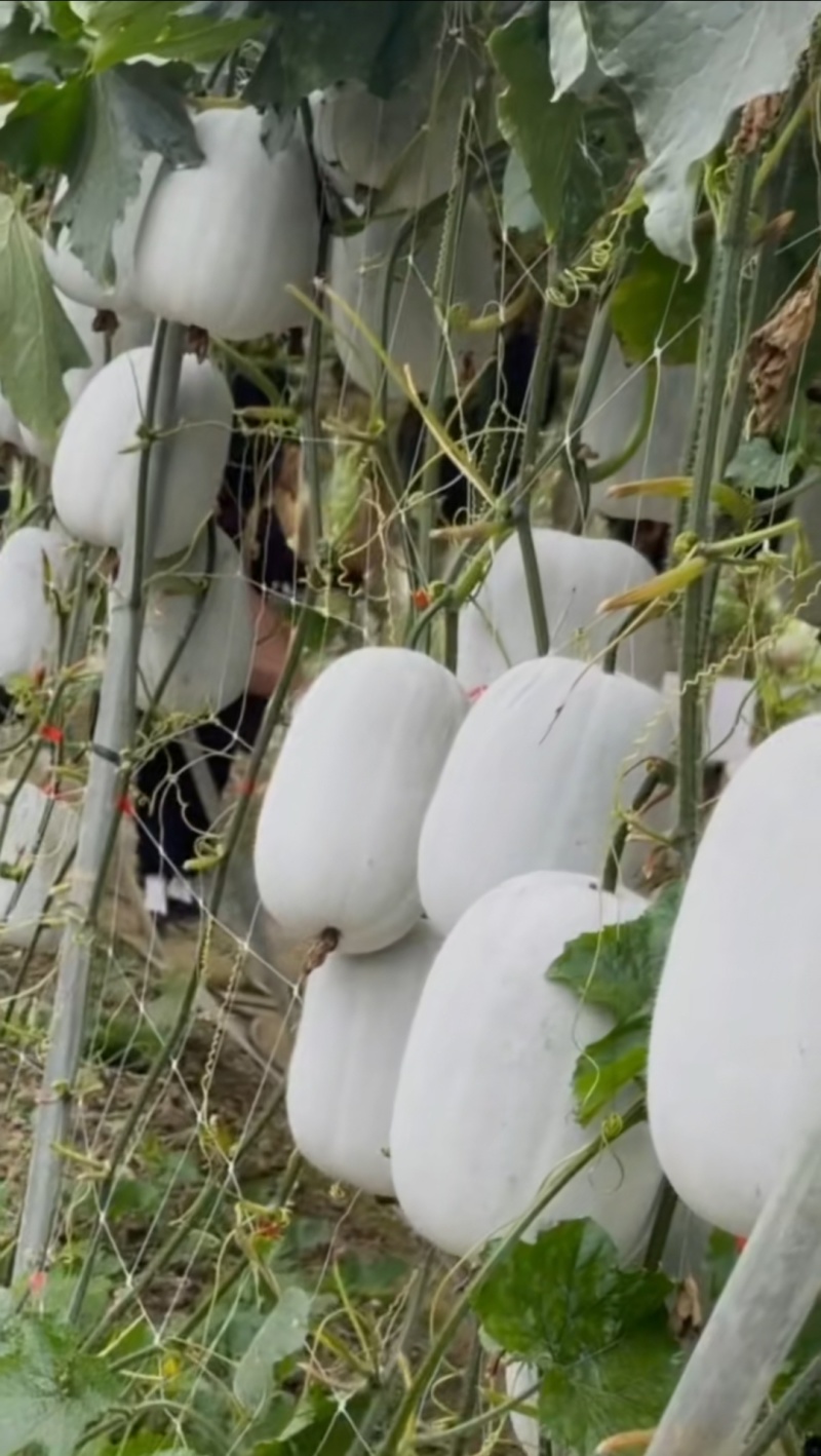 冬瓜种子粉宝节节多中大果型白皮冬瓜肉厚粉白挂果多