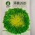 清心苦菊种子-品质好略有苦味口感脆嫩爽口可炒食凉拌