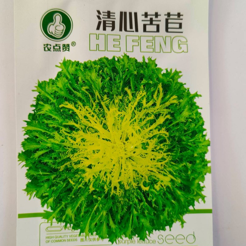 清心苦菊种子-品质好略有苦味口感脆嫩爽口可炒食凉拌