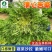 清心苦菊种子-品质好略有苦味口感脆嫩爽口可炒食凉拌